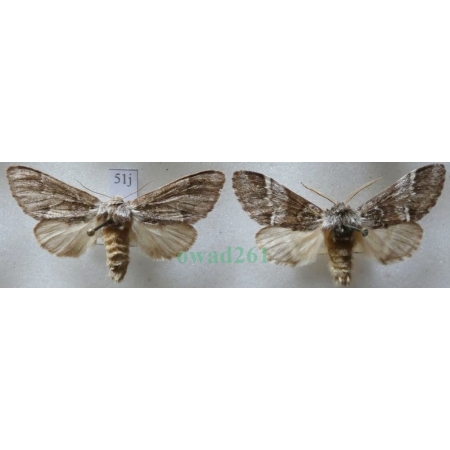 Drymonia dodonaea (Denis & Schiffermüller, 1775) pair Dąbrówka dodona female Slovakia, male Czech51j